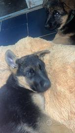 Cucciolo di pastore tedesco