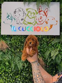 Barboncino toy maschio e femmina