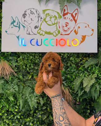 Barboncino toy maschio e femmina