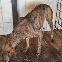 Cani da caccia grossa con collari