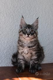 Cucciolo di Maine Coon alta genealogia
