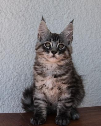 Cucciolo di Maine Coon alta genealogia