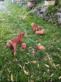 Pinscher x Volpino cuccioli