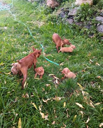 Pinscher x Volpino cuccioli
