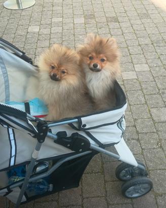 Spitz nano