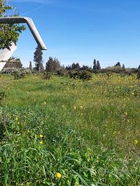 Terreno agricolo