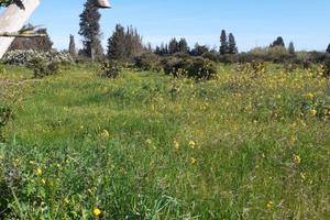 Terreno agricolo
