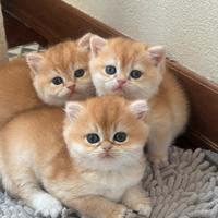 British shorthair black goldeneye