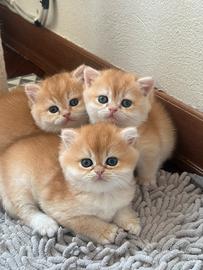 British shorthair black goldeneye