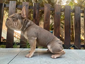 Bulldog francese esotico