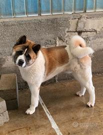 Akita americano maschio
