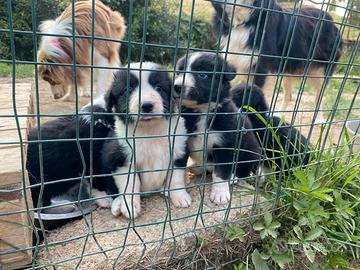 Border collie