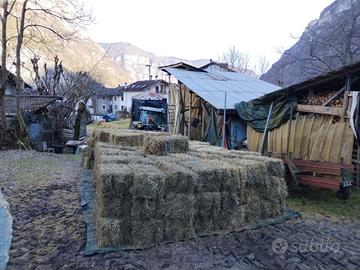 Fieno in ballette da 15kg a 3,5€