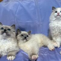Cuccioli Ragdoll