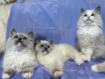 Cuccioli Ragdoll
