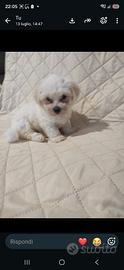 Ultimo maltese mini toy