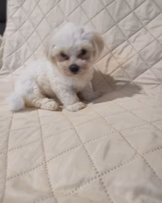 Ultimo maltese mini toy