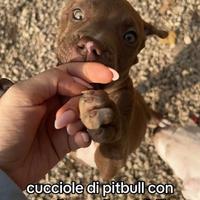 Rimaste due pitbull femmine