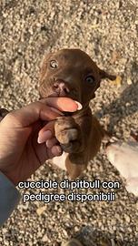 Rimaste due pitbull femmine