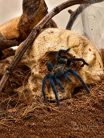 Ragno tarantola chromatopelma cyaneopubescens