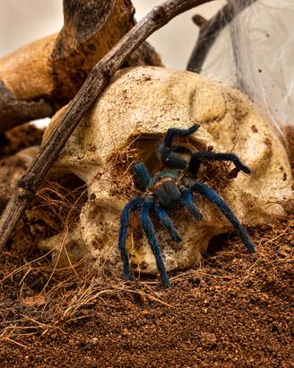 Ragno tarantola chromatopelma cyaneopubescens