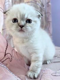 Cuccioli Scottish straight e fold Genova