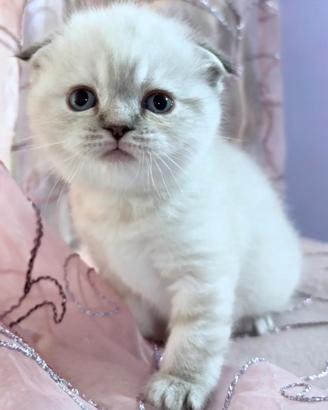 Cuccioli Scottish straight e fold Genova