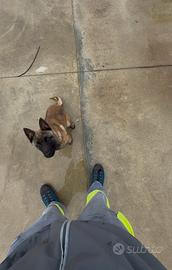 Pastore belga malinois