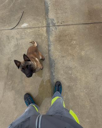 Pastore belga malinois