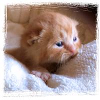 Gattini British Shorthair