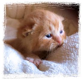 Gattini British Shorthair