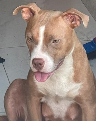 Pitbull ukc