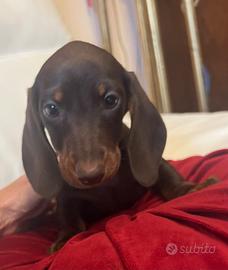 Cuccioli bassotto nano e kaninchen