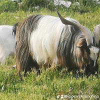 Caprone sardo di 3 anni