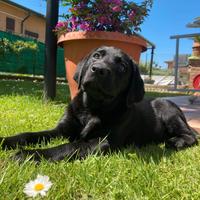 Fidanzata per il mio Labrador di 2 anni
