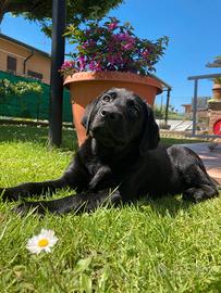 Fidanzata per il mio Labrador di 2 anni