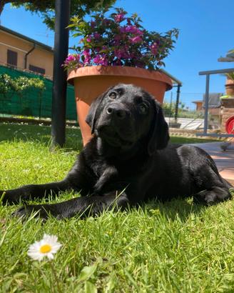 Fidanzata per il mio Labrador di 2 anni
