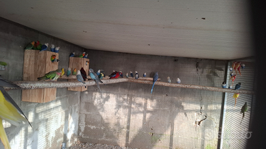 Calopsitte e inseparabili