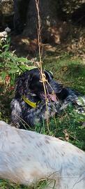 Cane setter inglese