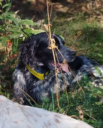 Cane setter inglese