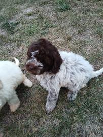 cuccioli Lagotto romagnolo 