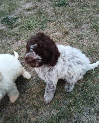 cuccioli Lagotto romagnolo 