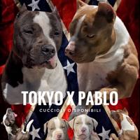 Cuccioli di pitbull UKC
