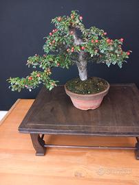 Cotoneaster