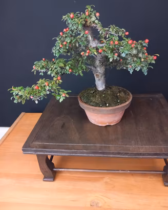 Cotoneaster