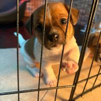 Jack Russell Terrier Tricolore