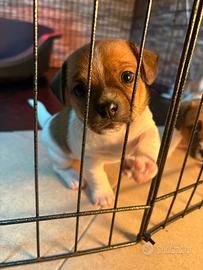 Jack Russell Terrier Tricolore