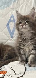 Cucciole Maine coon