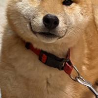 Cucciolo Shiba Inu originale