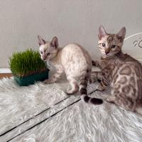 Gattini bengala brown spotted tabby